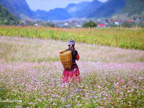 Hà Giang mùa hoa tam giác mạch - Ngây ngất nét hồn nhiên
